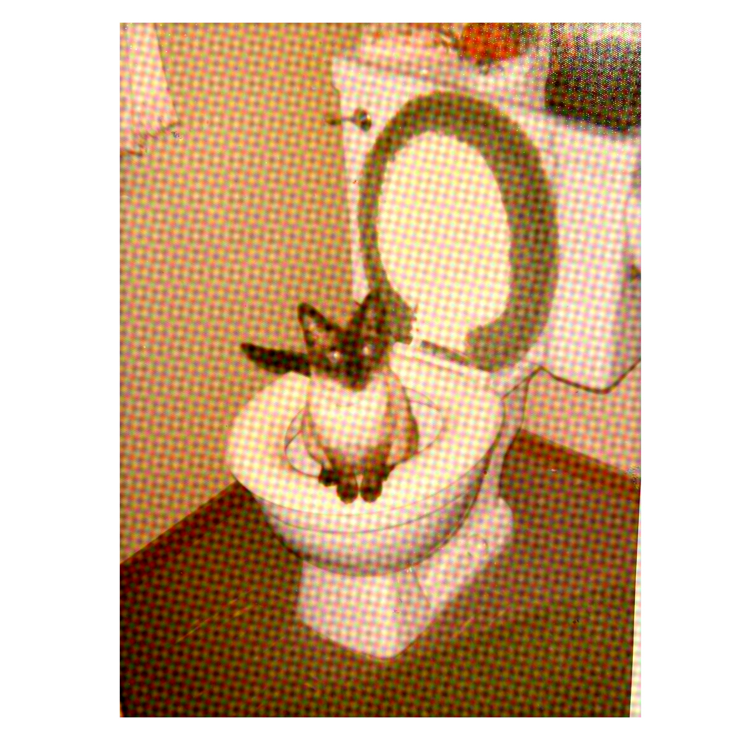 A photo of my great grandmother's siamese cat using the toilet.